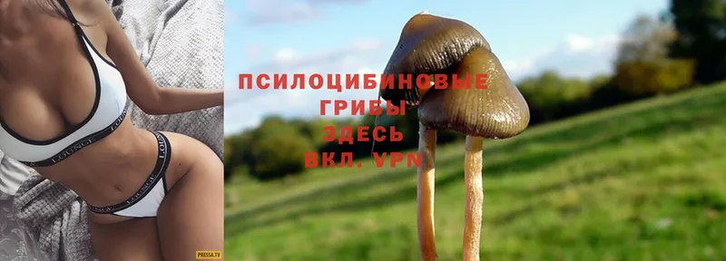 Галлюциногенные грибы MAGIC MUSHROOMS  МЕГА рабочий сайт  Андреаполь  наркошоп 